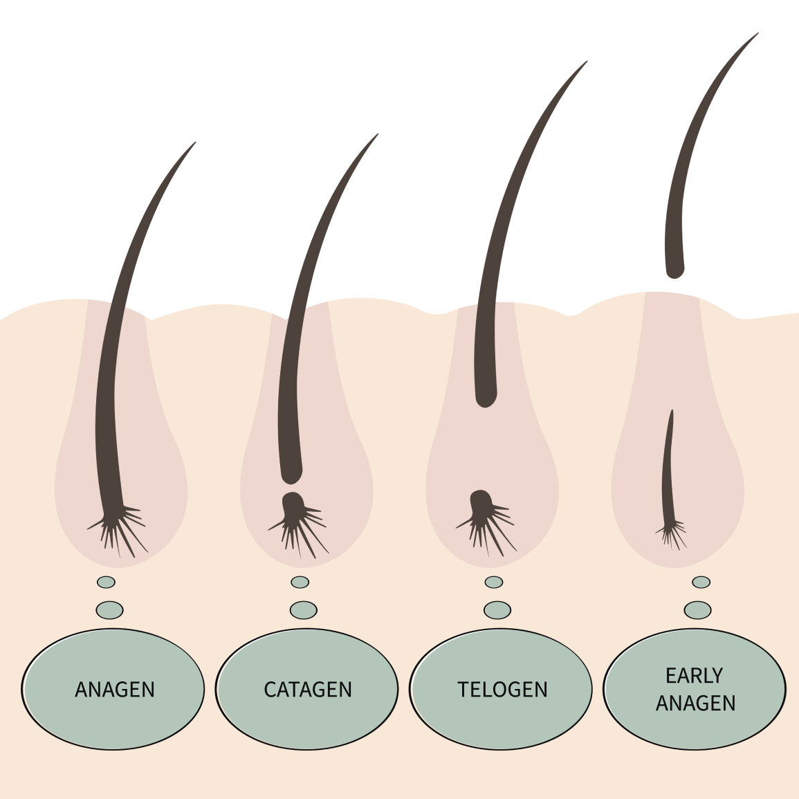 fazy wzrostu włosa