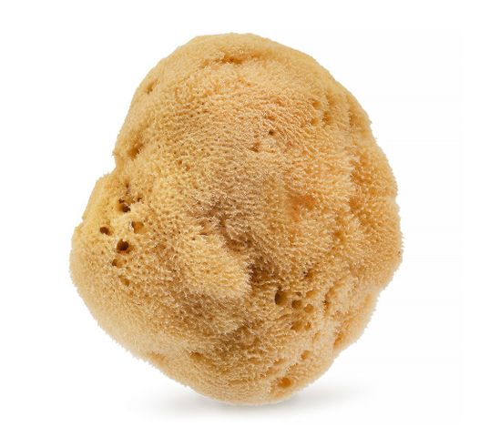 HHUUMM Naturalna gąbka morska O1F 12.5cm Brązowa